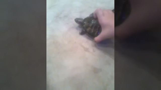 Пародия на мисс кети