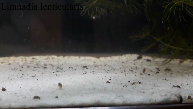 Gibt es andere Urzeitkrebse außer Triops und wie züchtet man diese?! Stefan von Urzeitkrebs Spektru смотреть онлайн