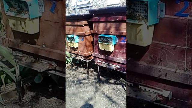 Сбор пыльцы смотреть онлайн