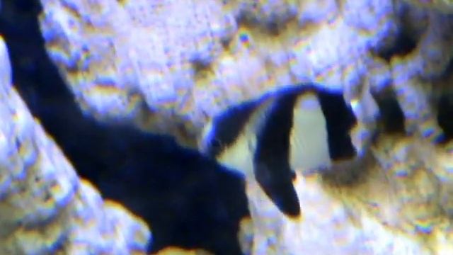 Humbug Damselfish смотреть онлайн