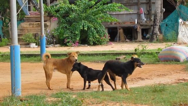 Dog Mating Harder Dogs Breeding and Get Stuck Lovely Pets смотреть онлайн