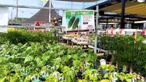 Готовлю рыбу ФУГУ и уборка сада. Реалистичная рутина нашей жизни в Японии