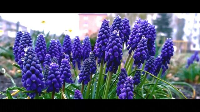 Жестокая романтика. Весенние цветы под снегом. смотреть онлайн