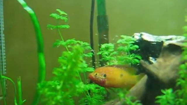 Hemichromis Lifalili Couple with fry смотреть онлайн