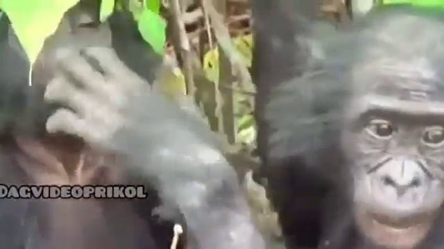 Разговаривают смотреть онлайн