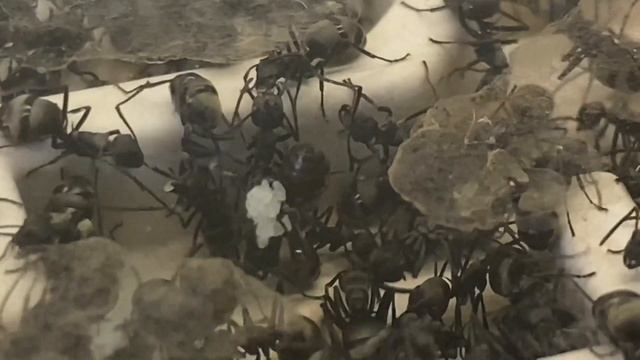 How Are They Getting On? | Polyrhachis dives (weaver ants) смотреть онлайн