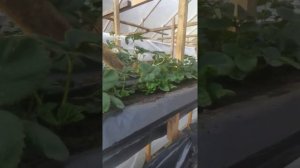 Клубника в малообъемке