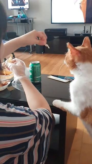 집사 치킨 뺏아먹는 고양이 👿 смотреть онлайн