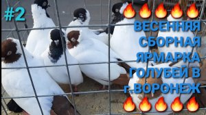 🔥🔥🔥 Весенняя сборная ярмарка голубей в г.Воронеж. Птичий рынок 22.03.25. Часть 2. Pigeons Fair.