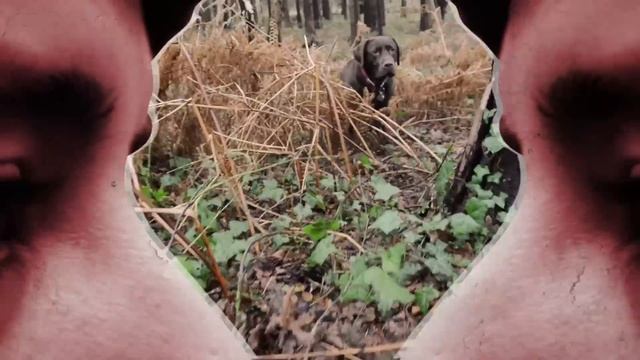 Mo Kolours - Little Brown Dog смотреть онлайн