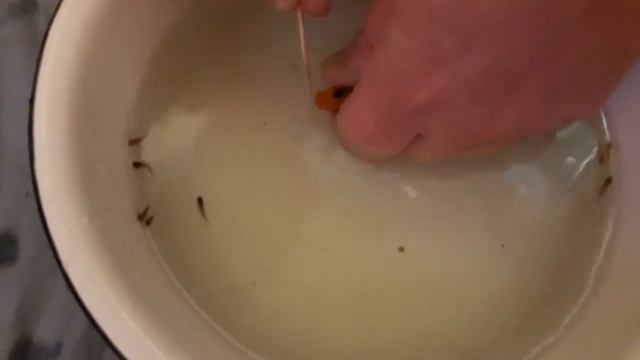 Рождение малавийских цихлид смотреть онлайн