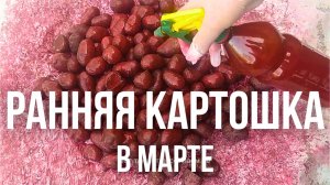 Как правильно посадить картошку в марте для БОГАТОГО урожая!