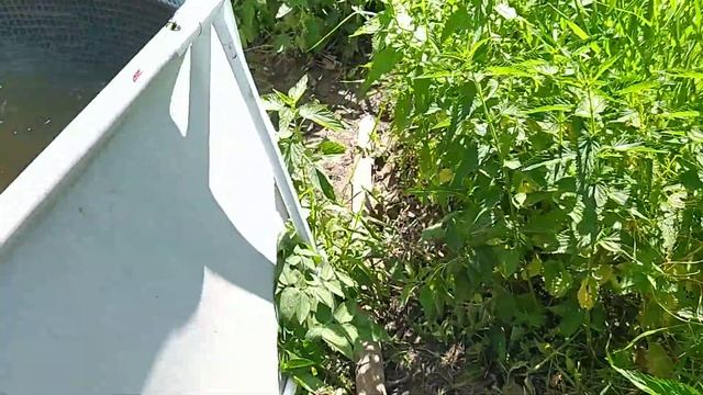 Выращивание личинки карпа. 11-й день. смотреть онлайн