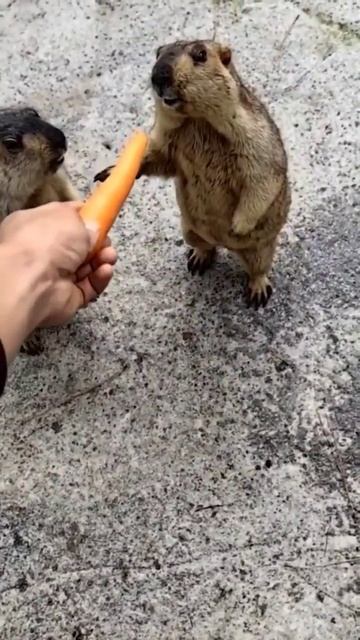 Marmots loving their raw carrot feed 😍🥕 #animals #vegan #shorts смотреть онлайн