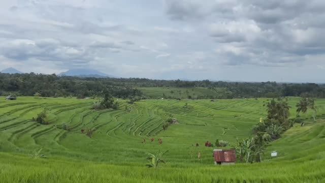 Рисовые поля и водопад острова Бали! смотреть онлайн