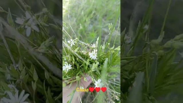 Полевые цветы #shortsvideo #цветы #рекомендации смотреть онлайн