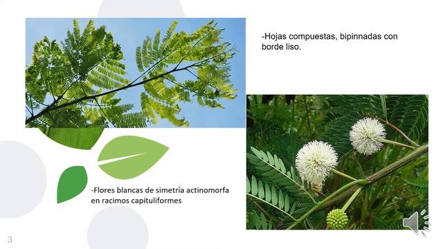 Enterolobium cyclocarpum смотреть онлайн