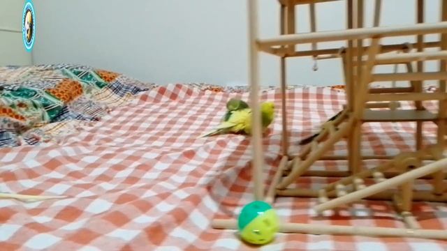 Konuşan Muhabbet Kuşu Kendinden Geçiyor & Oyun & Kaynaşma смотреть онлайн