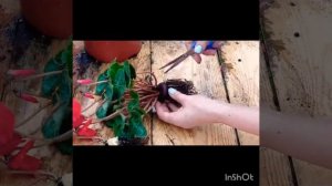 Разделить цикламен очень просто!