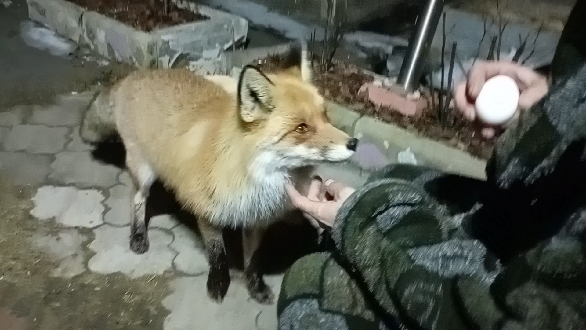 (986) Лиса приходит в гости. Март 2025 смотреть онлайн