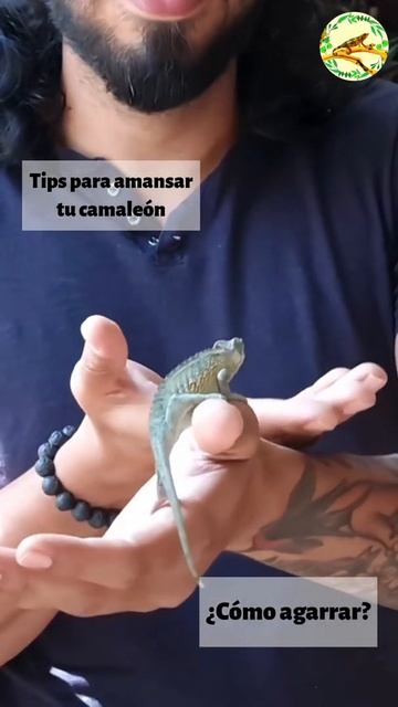 Tips para agarrar a tu camaleón nuevo video en el canal смотреть онлайн