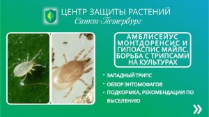 Амблисейус Монтдоренсис и Гипоаспис Майлс. Борьба с трипсами на культурах.