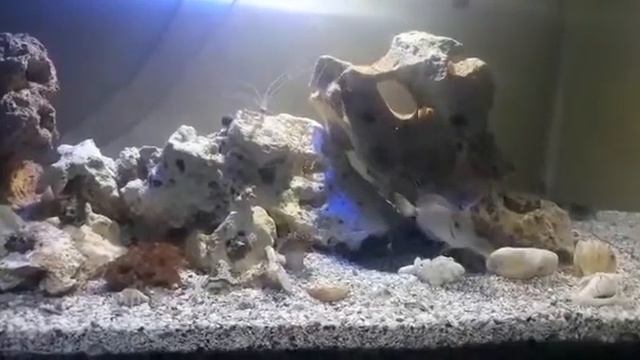 Camarão stenopus, peixe palhaço e baianus no aqua marinho смотреть онлайн