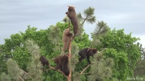 Дикие животные 4K по всему миру • Релаксационный фильм. Спокойная расслабляющая музыка и видео Ult