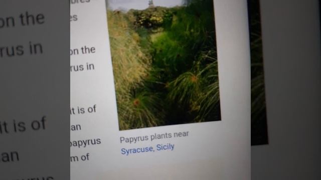 Chief X ragdolls Bro Ankh re: Mediterranean Countries/People & Papyrus plant смотреть онлайн