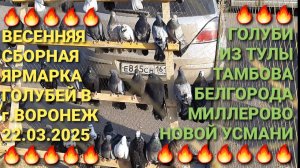 🔥🔥🔥Большая весенняя ярмарка голубей в г.Воронеж. Голуби из Тулы, Тамбова, Белгорода, Миллерово.