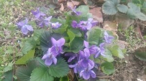 Фиалка (виола) душистая Семперфлоренс