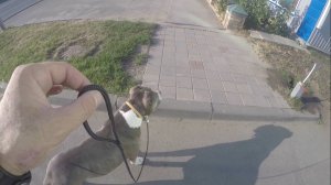 Прогулка с Итоном и кошки