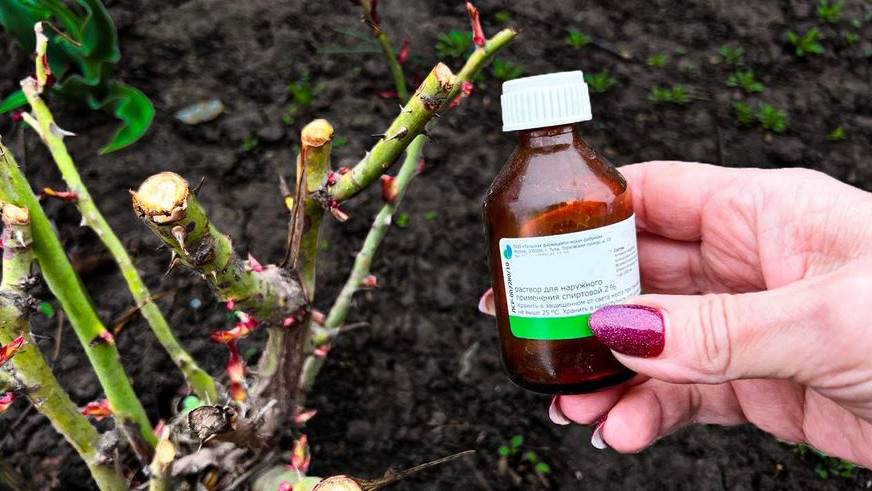 Розы больше не будут болеть, вносим только 1 раз под куст в МАЕ, больше не потребуется. Розы оживут смотреть онлайн