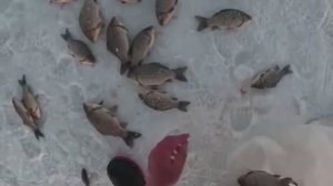 ПОПАЛ НА СУМАСШЕДШИЙ ХОД РЫБЫ!!! И НЕ УСПЕВАЛ ХАПУГИ ПРОВЕРЯТЬ!!!