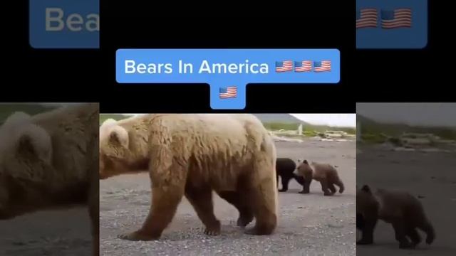 Bears In Russia 480p смотреть онлайн
