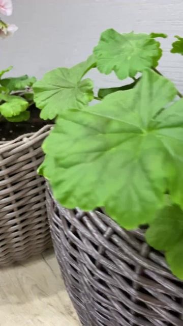 Любимые пеларгонии скоро переедут на участок. смотреть онлайн