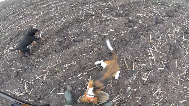 Охота. Открытие на зайца 2019. смотреть онлайн