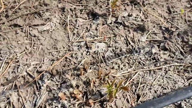 Зюгана станом на 25.04.22. Розвиток малини в не традиційно холодну, затяжну весну. смотреть онлайн