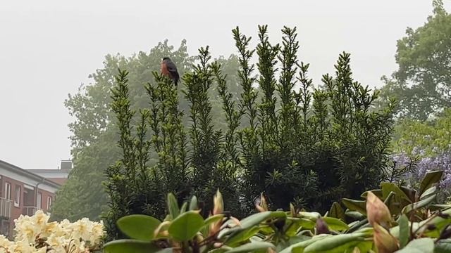 Снегири у дома:) смотреть онлайн