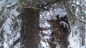 Охота на соболя. Сезон 3. Начало.