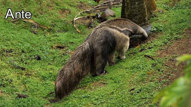 The Letter A | Phonics for Toddlers | Learn the alphabet | ABCs