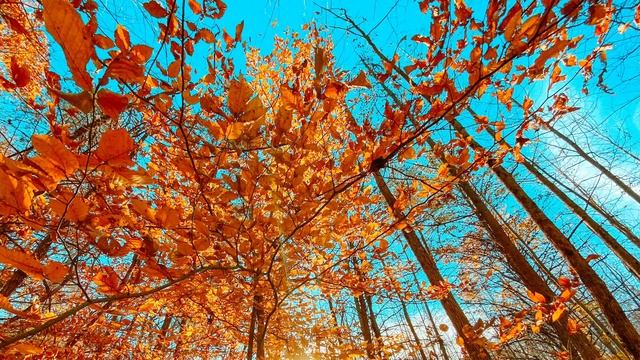 5 Minute Guided Meditation to Ground Energy смотреть онлайн