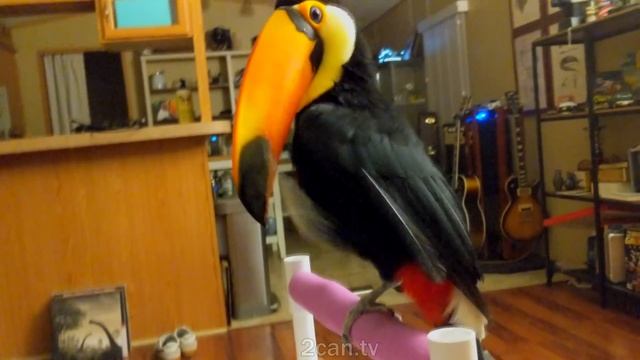 Toucan Tries SPARKLING WATER for the First Time!! смотреть онлайн