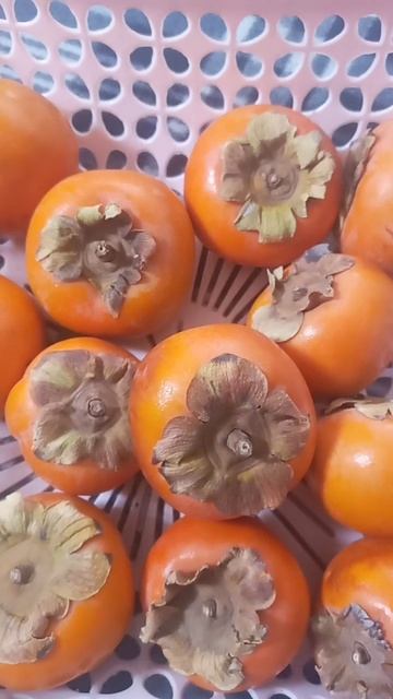 الكاكي فاكهة غنية بالعناصر الغذائية تعالج الفواق ولايجب تناولها على معدة فارغة смотреть онлайн