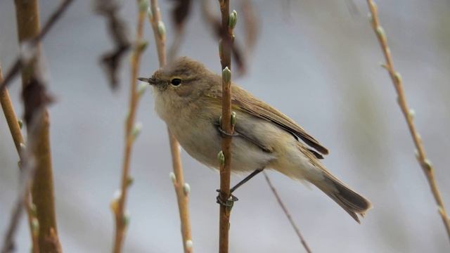 Пеночка-теньковка Phylloscopus collybita, песня / Common chiffchaff song смотреть онлайн