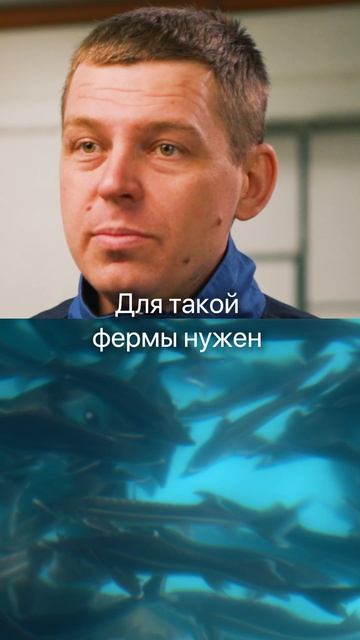 Хочу 300к/мес, ничего не делая. Сколько нужно вложить в разведение рыбы? #бизнес#узв #бизнесид смотреть онлайн