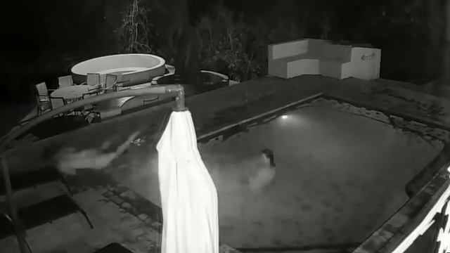 крокадил напал девушку смотреть онлайн