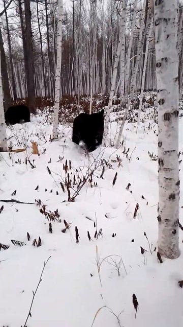 Прогулка медведей в зимнем лесу. Вторая серия. смотреть онлайн