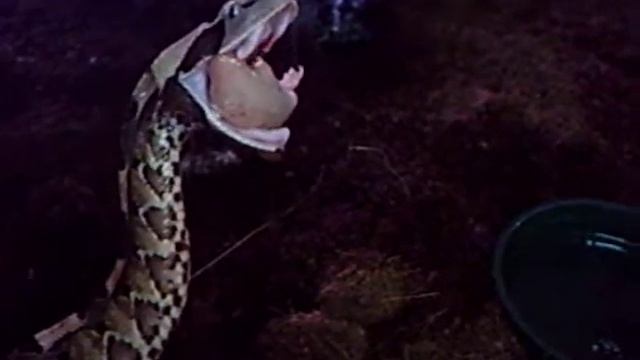 Bitis rhinoceros feeding. смотреть онлайн