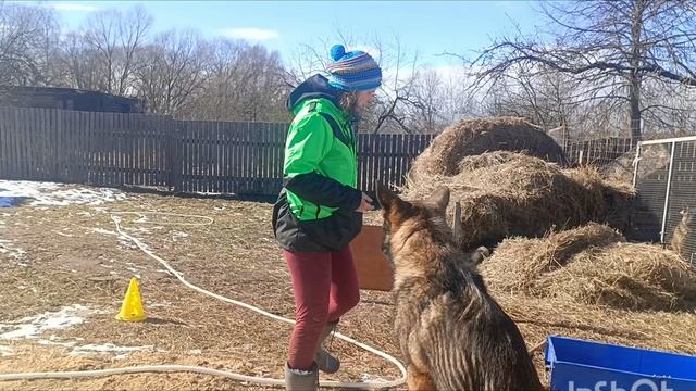 Ветер, немецкая овчарка ,11 месяцев смотреть онлайн